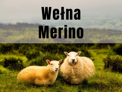 Wełna Merino